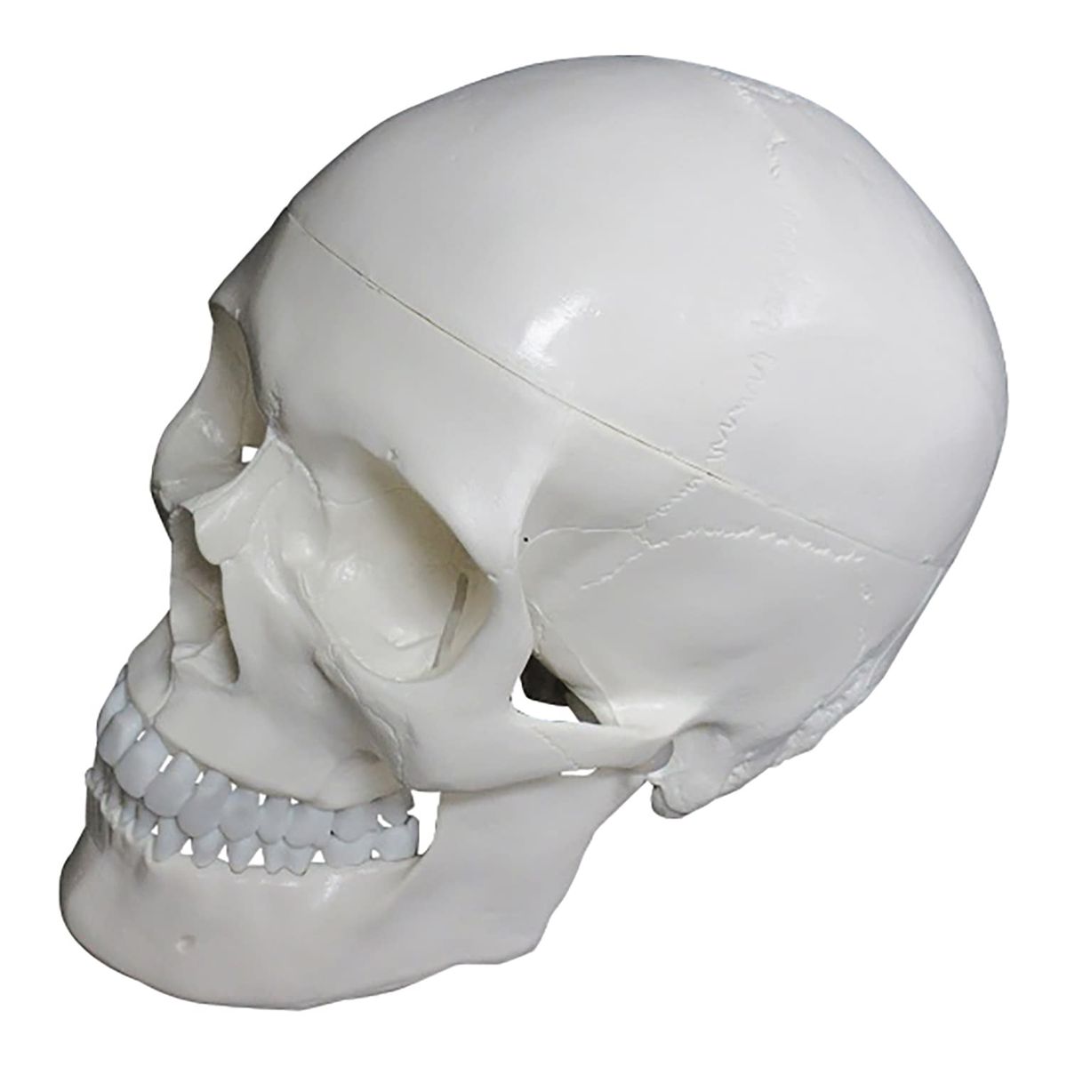 頭蓋骨模型 プラスチック製 約25cm ホワイト 00319985_ex01.jpg
