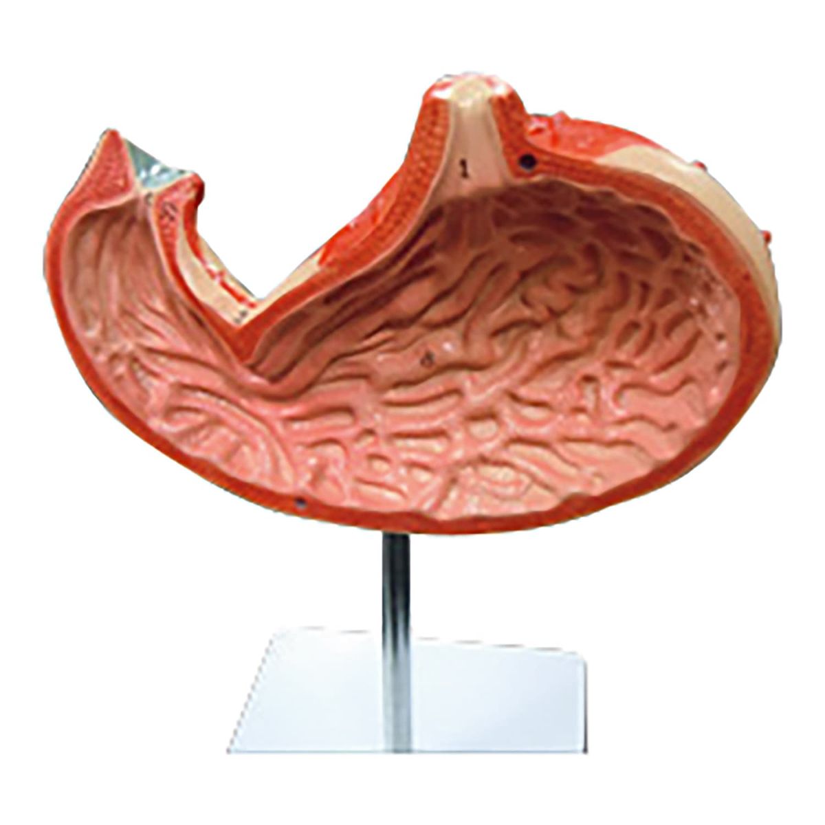 2135番 大型 木製 人体模型 標本 臓器 ディスプレイ 2135番 大型 木製 人体模型 標本 臓器 ディスプレイ 2135番 大型