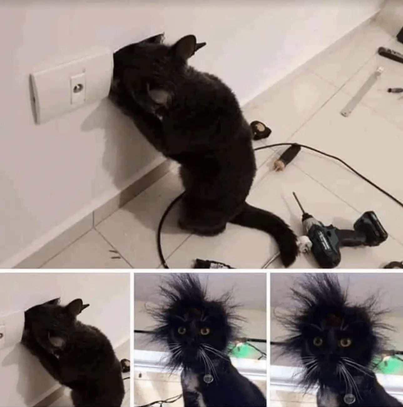 look like this cat