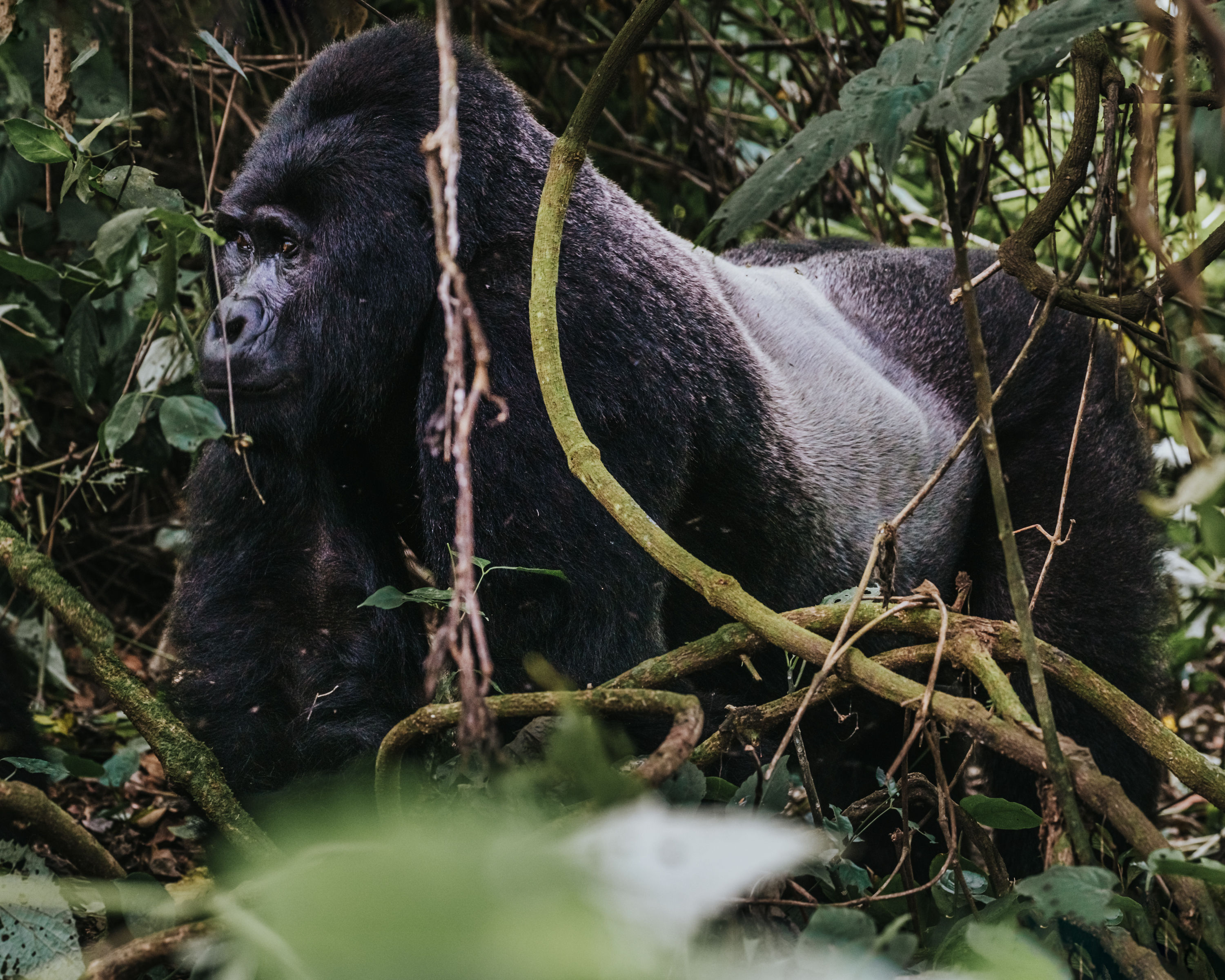 Gorilla Trekking 