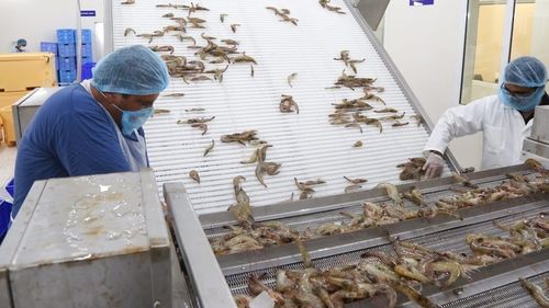 أكثر من 3 آلاف طن.. إجمالي إنتاج الاستزراع السمكي بسلطنة عمان خلال عام 2022م
