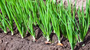 م. مازن الحراصي لـ«الوصال»: برنامج شراء البصل يضمن تصريف جميع الكميات دون سقف ويحقق استقرار دخل المزارعين