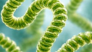 د. حافظ المحروقي لـ«الوصال»: إنتاج طحالب«سبيرولينا» تجاريًا يفتح آفاقًا جديدة للأمن الغذائي والاستثمار الزراعي في سلطنة عُمان