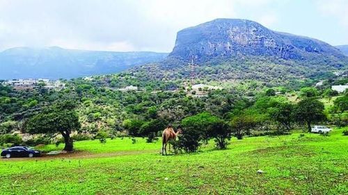 عدنان غواص لـ&laquo;الوصال&raquo;: إخراج أكثر من ألفي مركبة من مسطحات ظفار الخضراء.. والغطاء المتضرر يحتاج 5 أعوام للتعافي