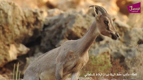 الغزلان في محمية رأس الشجر