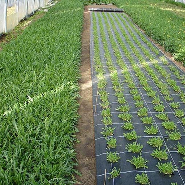 Folie Agrotextil AGV Super Strong, Antiburuieni, Mulcire, Filtru UV, 100gr/mp, Latime 1.5m, Lungime 100 Metri, Patratele 25x25cm