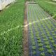 Folie Agrotextil AGV Super Strong, Antiburuieni, Mulcire, Filtru UV, 100gr/mp, Latime 1.5m, Lungime 100 Metri, Patratele 25x25cm