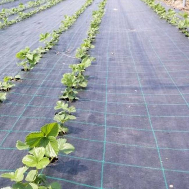 Folie Agrotextil, Ecologica, Antiburuieni, Filtru UV, Latime 0.6 Metri, Lungime 50 Metri, Grad de Umbrire 100 %, Patratele 25x25cm