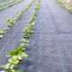 Folie Agrotextil, Ecologica, Antiburuieni, Filtru UV, Latime 0.6 Metri, Lungime 50 Metri, Grad de Umbrire 100 %, Patratele 25x25cm