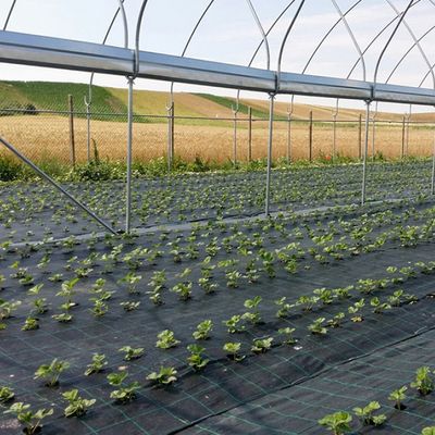 Folie Agrotextil AGV Super Strong, Antiburuieni, Mulcire, Filtru UV, 100gr/mp, Latime 1.5m, Lungime 100 Metri, Patratele 25x25cm