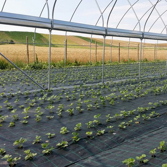 Folie Agrotextil AGV Super Strong, Antiburuieni, Mulcire, Filtru UV, 100gr/mp, Latime 1.5m, Lungime 100 Metri, Patratele 25x25cm