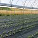 Folie Agrotextil AGV Super Strong, Antiburuieni, Mulcire, Filtru UV, 100gr/mp, Latime 1.5m, Lungime 100 Metri, Patratele 25x25cm