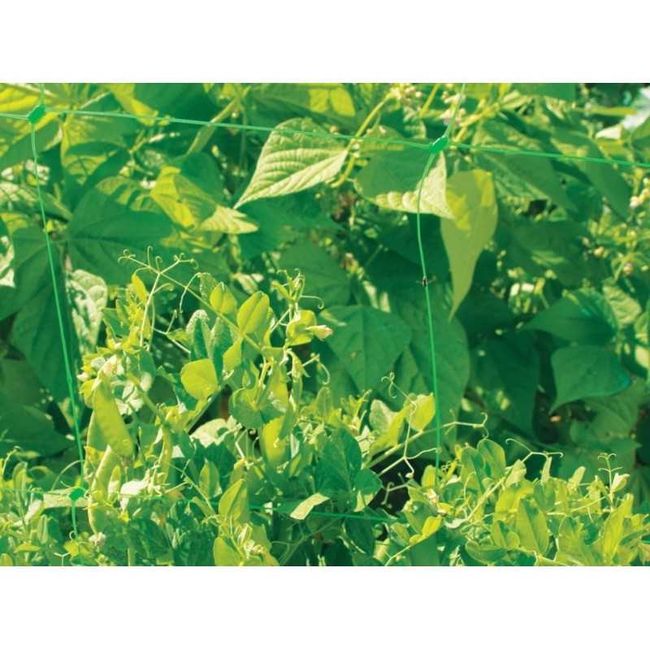 Plasa pentru Sustinere Plante Cataratoare 1.7x5 Metri, Rezistenta UV, Verde