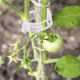 Clips de Palisare Legume (Tomate, Ardei, Castraveti) 100 Buc