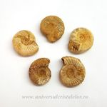 Amonit Perisphinctes
