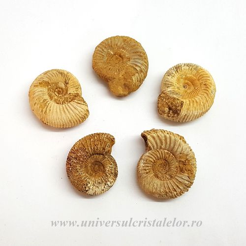 Amonit Perisphinctes