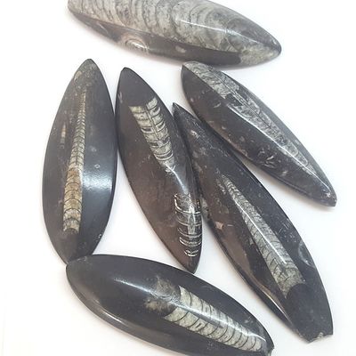 Orthoceras