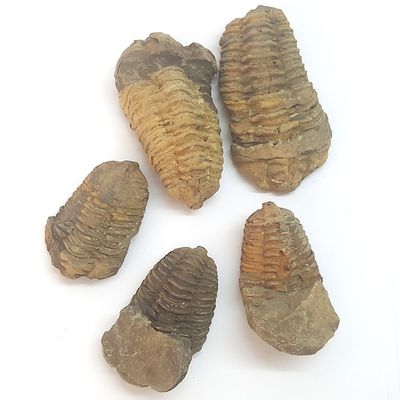 Trilobiti