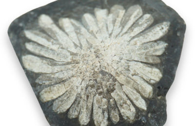 Piatra crizantema
