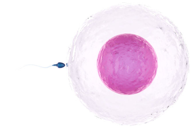 IVF Treatment in Bangalore - Ovum Hospitals