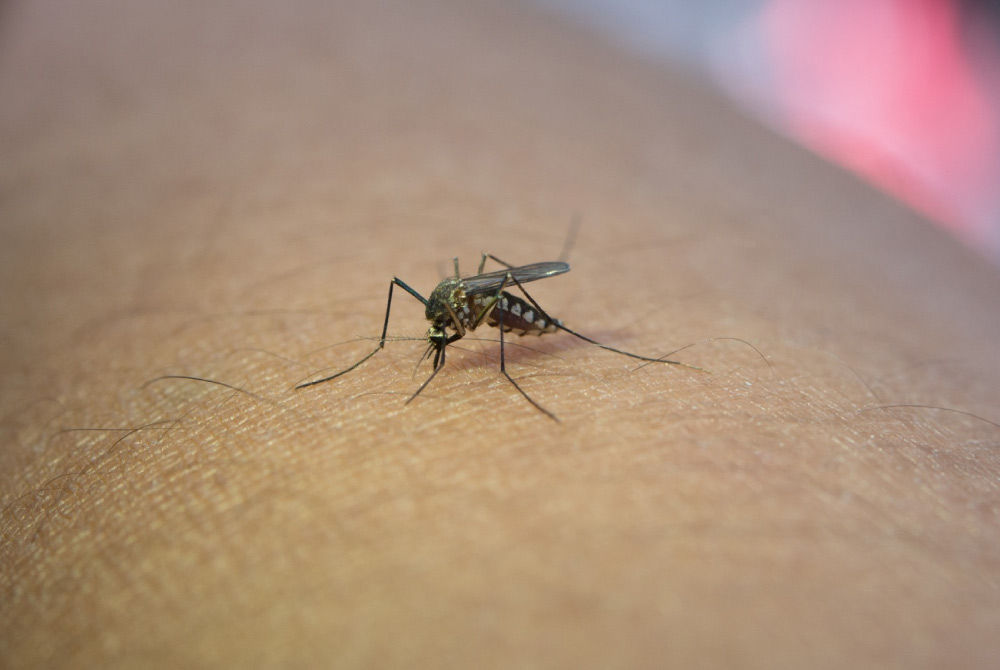 Dengue Symptoms and Treatment During Pregnancy