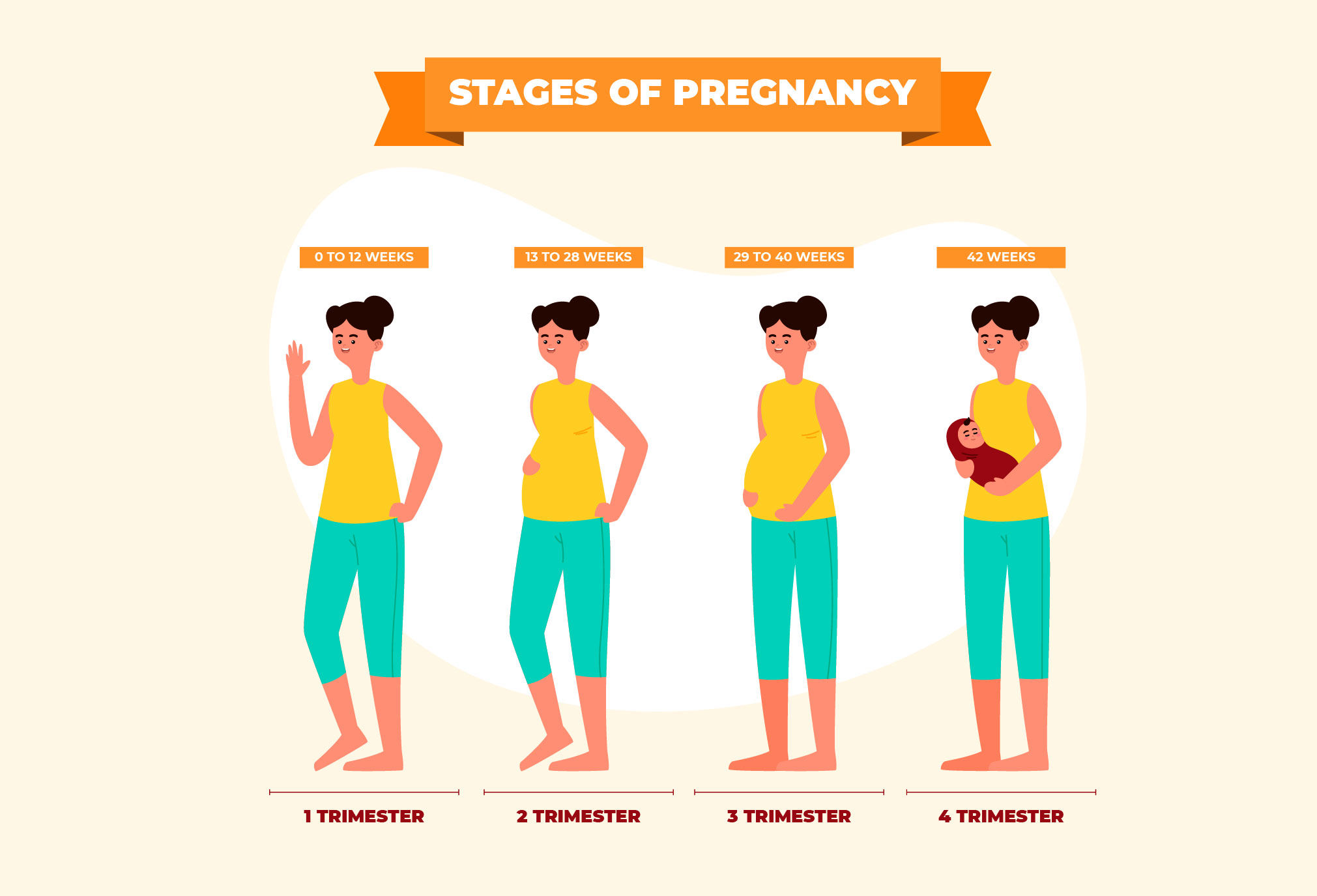 Understanding the different stages of pregnancy