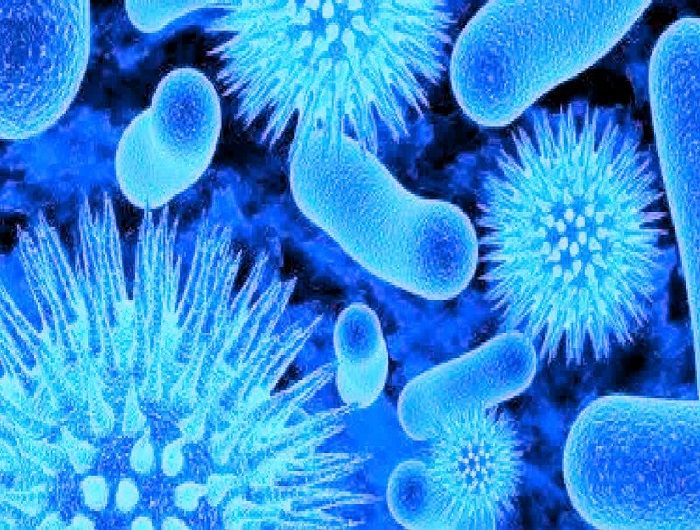 chandipura_virus_I-x52frwh.jpg