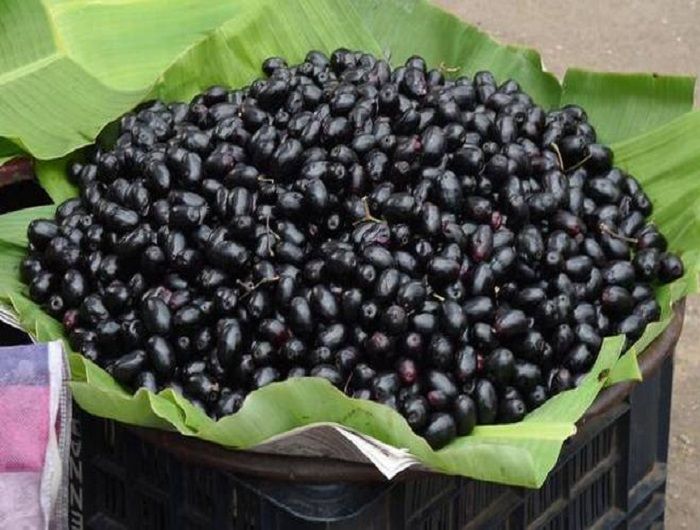 fresh_jamun_G5Gtx_g4E.jpg