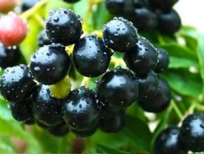 jamun_side_effect_8_f1SD7UQ.jpg
