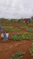 Terrain avec jardin à vendre en urgence