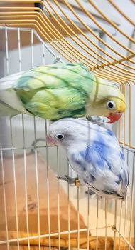 Jeune couple d'oiseaux Fisher en bonne santé