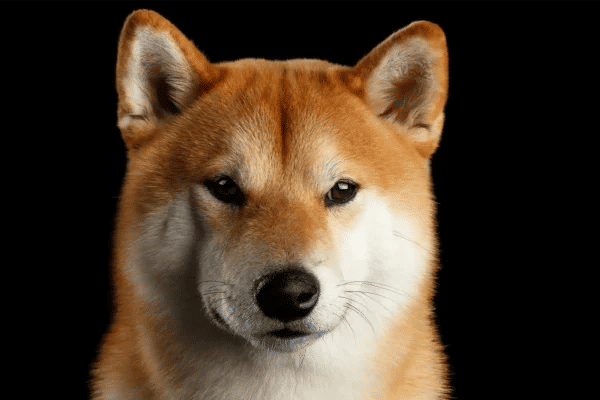 Dogecoin Price Analysis: On-Chain Signals to Watch