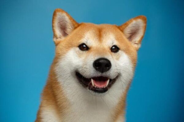 Dogecoin Nears Third PMO Crossover: A Sign of a Price Rally?
