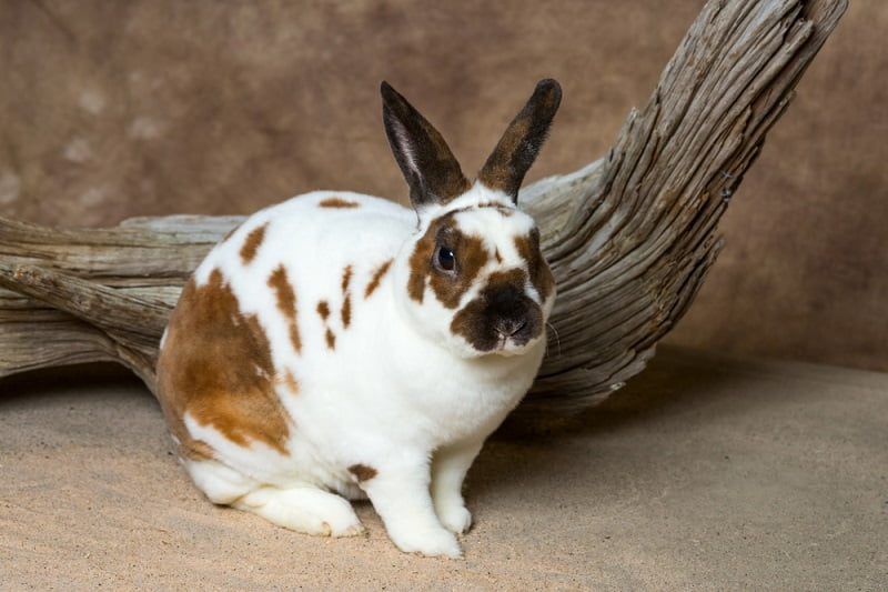 Kepribadian dan Temperamen Kelinci Rex