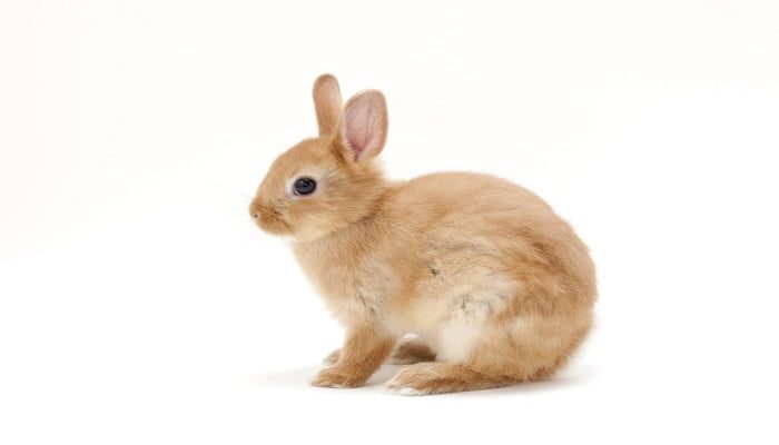 Kelinci Netherland Dwarf: Harga, Karakteristik dan Perawatan