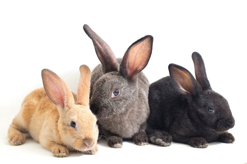 jenis kelinci rex bc