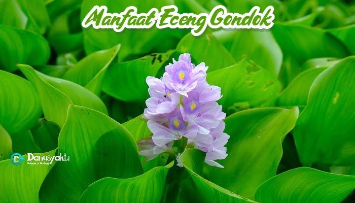 Berbagai Manfaat Eceng Gondok (Bukan Sekedar Hama)