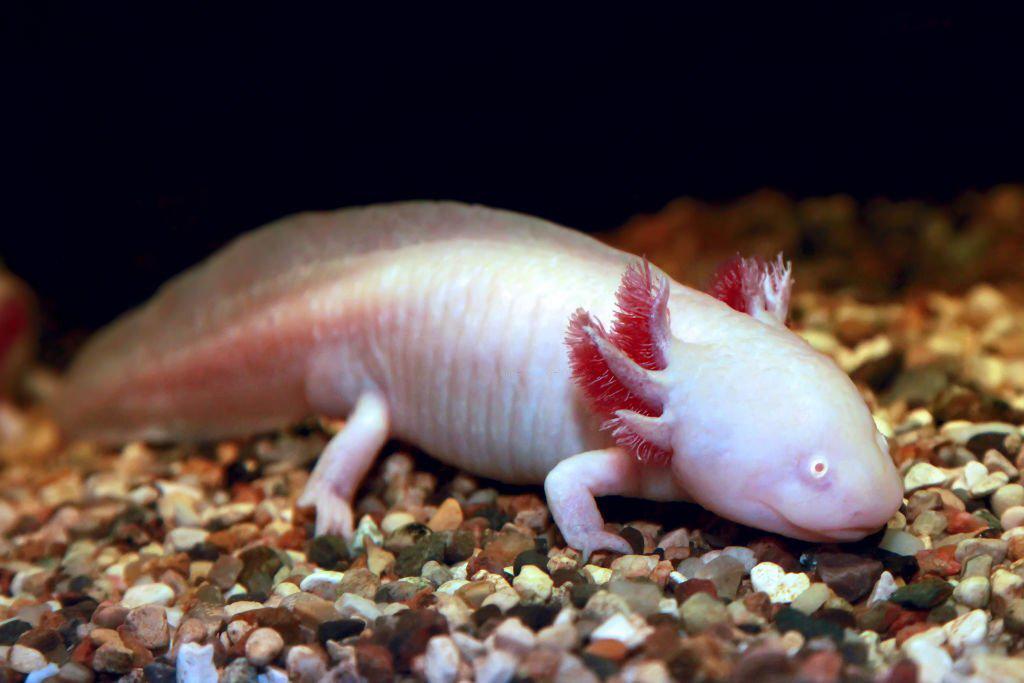 Cara Merawat Axolotl