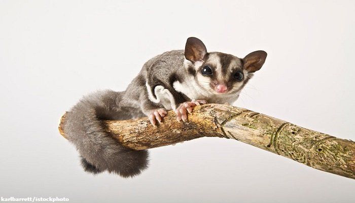 Sugar Glider