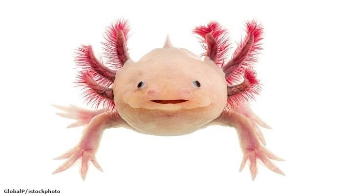 Axolotl