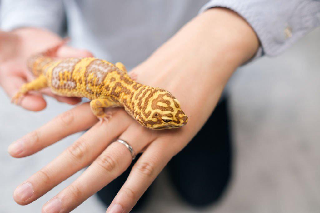 10 Hewan Peliharaan Eksotis Yang Cocok Untuk Koleksi Anda