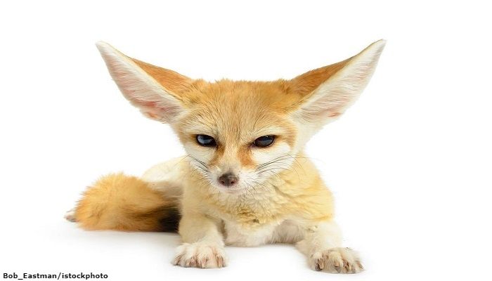 Rubah Fennec