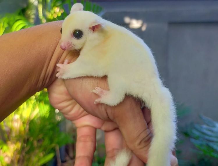 Sugar Glider Karakteristik dan Cara Perawatannya » Danusyakti