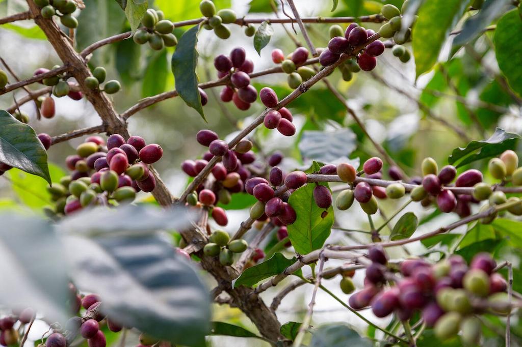 Jenis Kopi di Indonesia