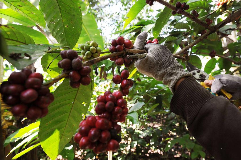 Jenis Kopi di Indonesia