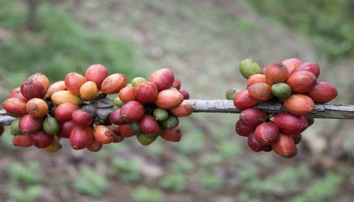 Kopi Liberika: Karakteristik dan Asal-usulnya