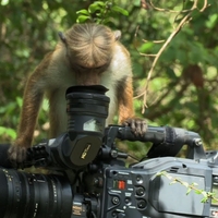 Monkeys in movies and TV