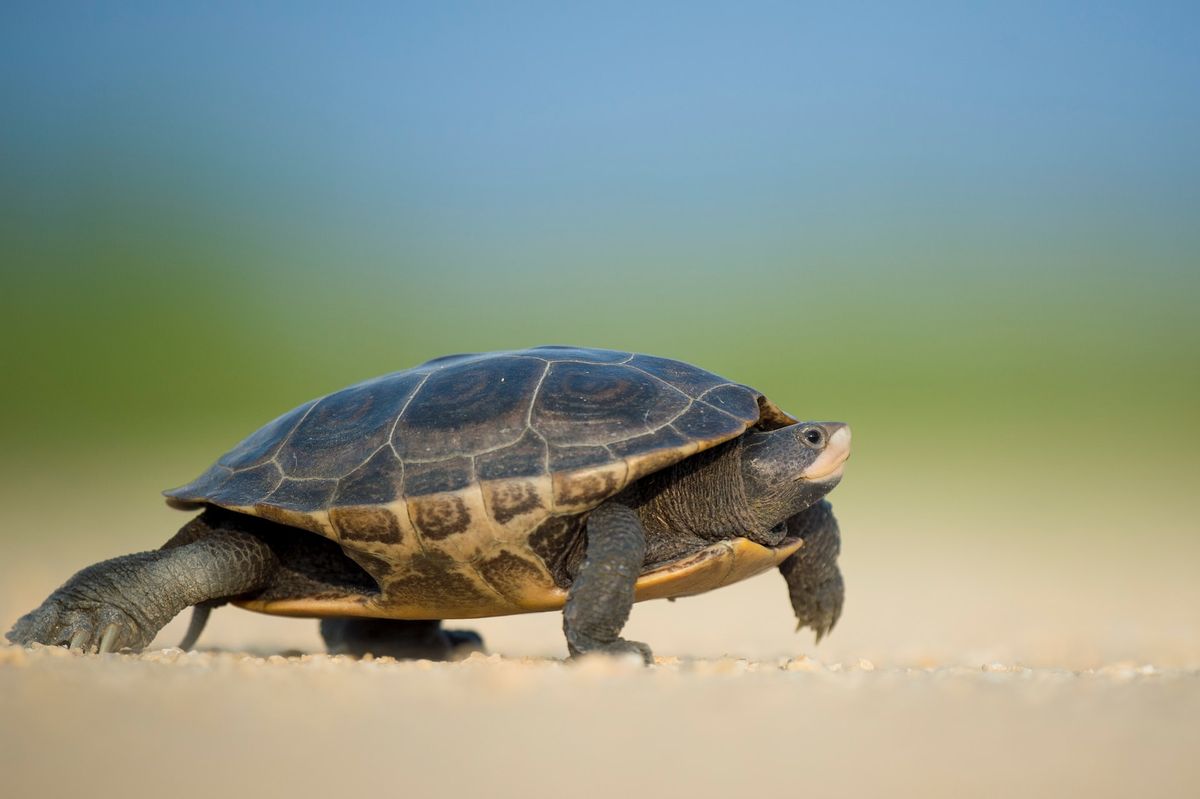 Sea turtle walking on the beach 