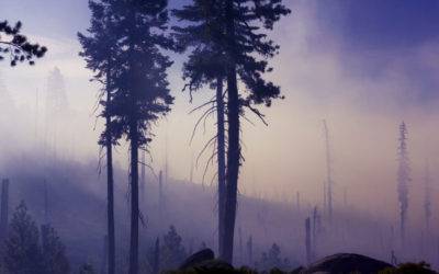 WILDFIRE MITIGATION: THE LITTLE THINGS YOU CAN DO TO PROTECT YOUR HOME