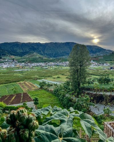 galeri Mini Cabin Dieng Padangsr  4